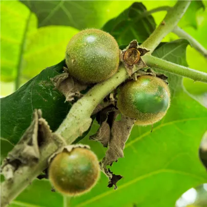 Narančila - Solanum quitoense - osivo narančily - 5 ks