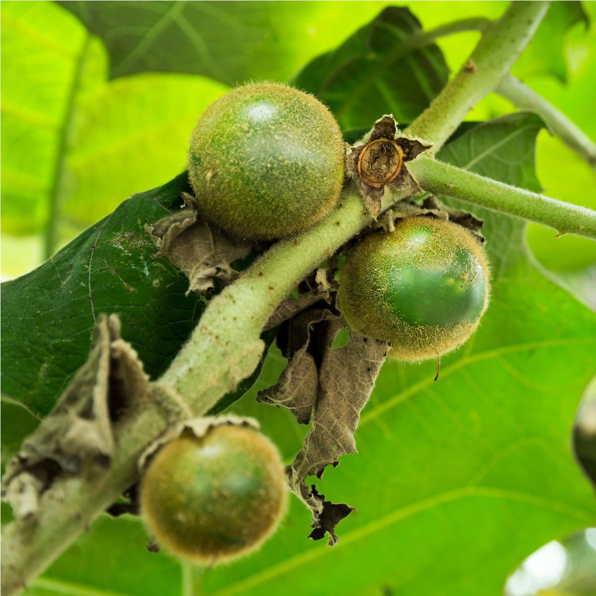 Narančila - Solanum quitoense - osivo narančily - 5 ks