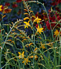 Montbrécie - směs - Crocosmia - hlízy montbrécie - 12 ks