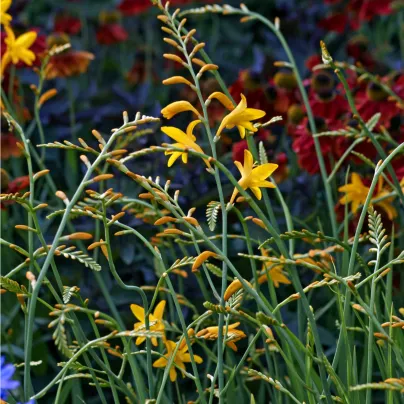 Montbrécie - směs - Crocosmia - hlízy montbrécie - 12 ks