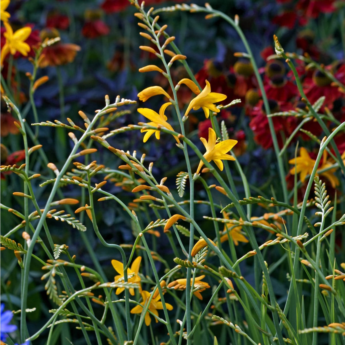 Montbrécie - směs - Crocosmia - hlízy montbrécie - 12 ks