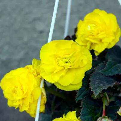 Begonie žlutá - Begonia pendula maxima - hlízy begónie - 2 ks
