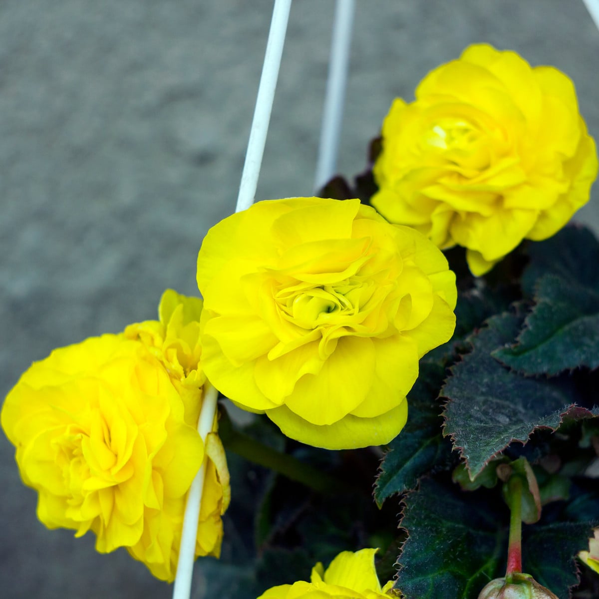 Begonie žlutá - Begonia pendula maxima - hlízy begónie - 2 ks