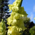 Gladiol Green Star - Gladiolus - hlízy gladiol - 3 ks