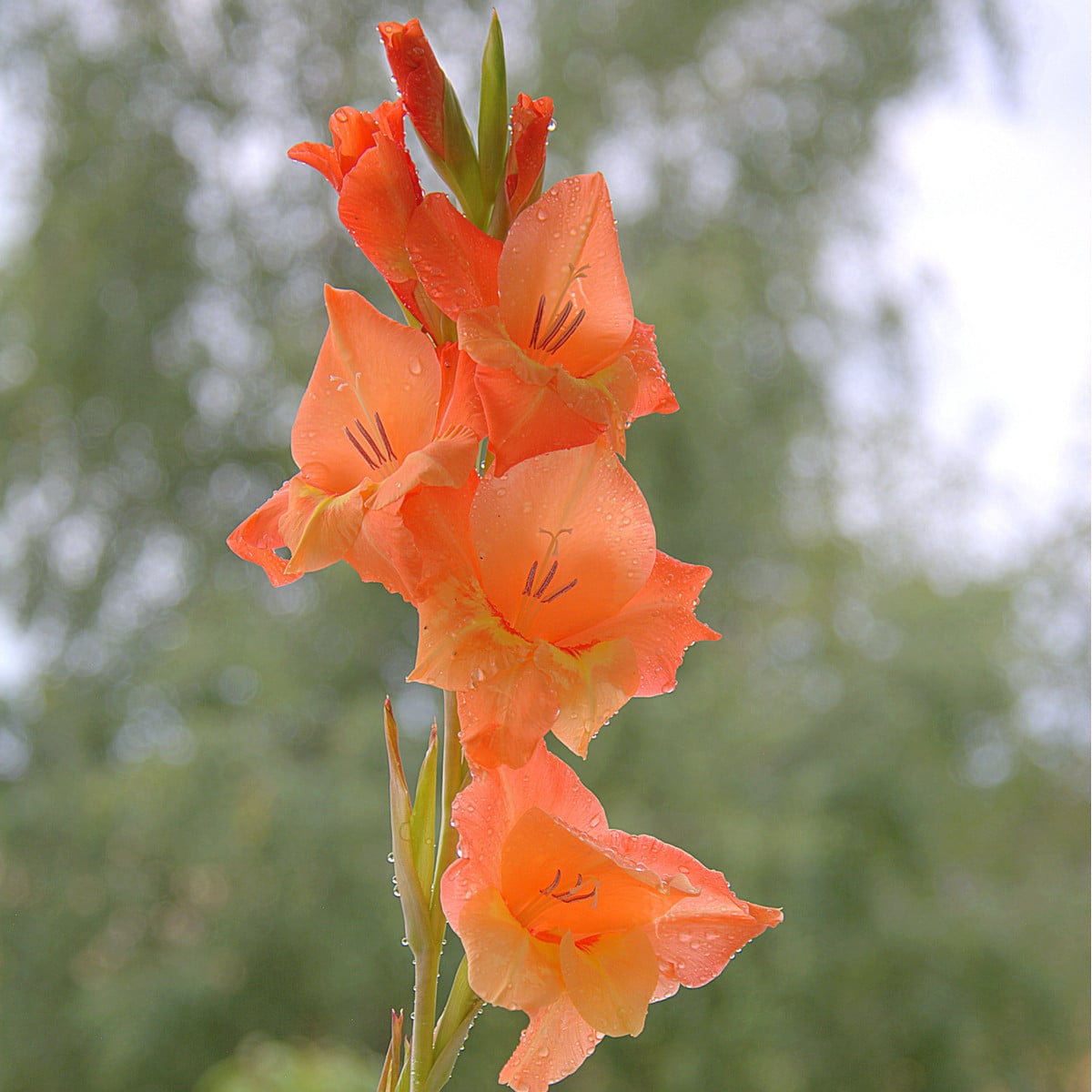 Gladiol Ovatie - Gladiolus - hlízy gladiol - 3 ks