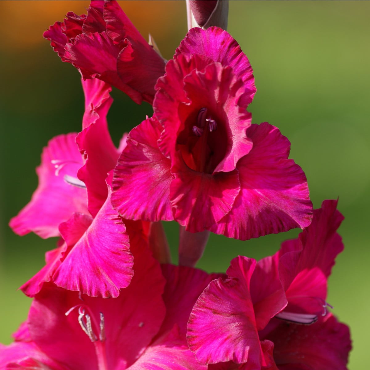 Gladiol Plum Tart - Gladiolus - hlízy gladiol - 3 ks