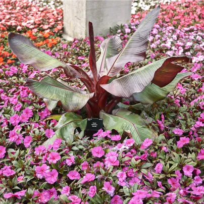 Banánovník habešský - Ensete vetricosum - osivo banánovníku - 3 ks