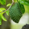 Anona ostnitá - Graviola - Annona muricata - osivo anony - 4 ks