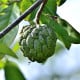 Anona šupinatá - Láhevník - Annona squamosa - osivo anony - 5 ks
