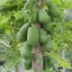 Papája melounová - Carica papaya - osivo papáji - 4 ks