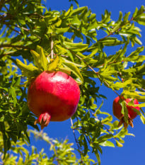 Granátovník - Punica Granatum - osivo granátovníku - 5 ks