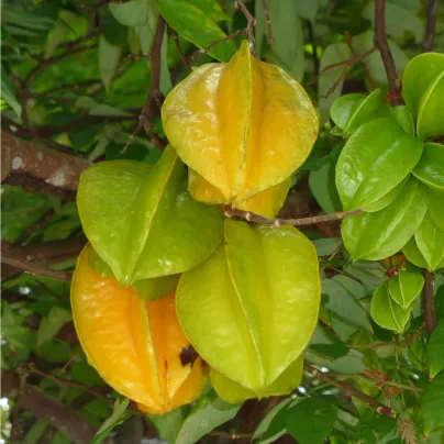Karambola Bilimbi - Okurkový strom - Averrhoa carambola - osivo karamboly - 5 ks