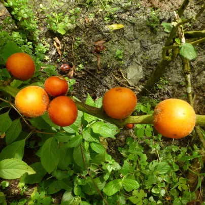 Solanum sessiliflorum - Solanum sessiliflorum - osivo solanum - 10 ks