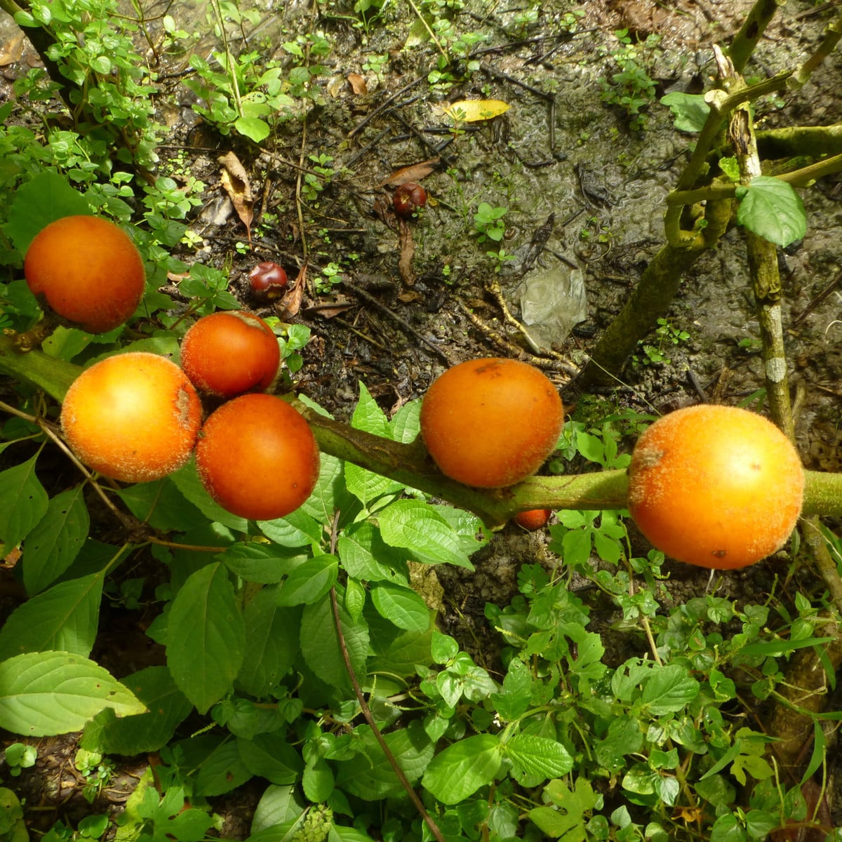Solanum sessiliflorum - Solanum sessiliflorum - osivo solanum - 10 ks