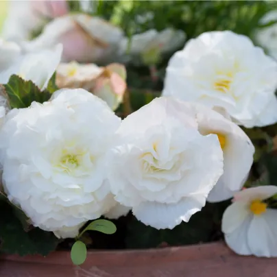 Begonie bílá třepenitá - Begonia fimbriata - hlízy begónií - 2 ks