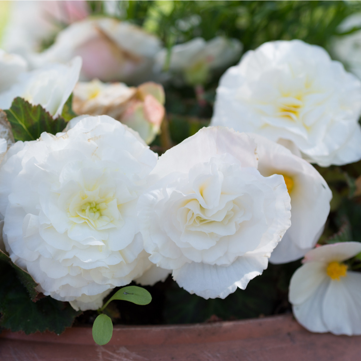 Begonie bílá třepenitá - Begonia fimbriata - hlízy begónií - 2 ks
