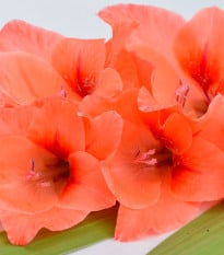 Gladiol oranžový - Gladiolus - hlízy gladiol - 3 ks