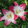Lilie Lollypop - Lilium - cibule lilií - 1 ks