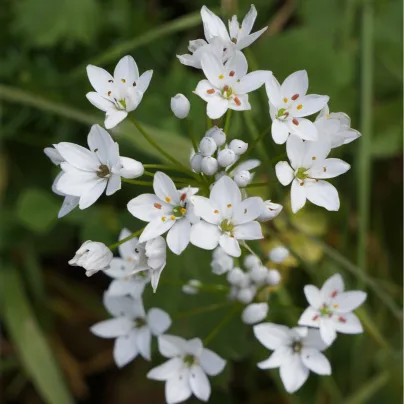 Česnek okrasný - Allium neapolitanum - cibule česneků - 3 ks