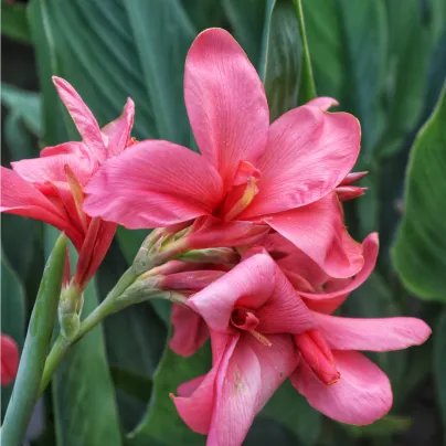 Dosna růžová La Boheme - Canna - cibule dosny - 1 ks
