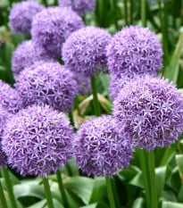 Česnek Gladiator - Allium giganteum - cibule česneků - 1 ks