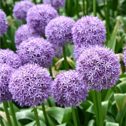 Česnek Gladiator - Allium giganteum - cibule česneků - 1 ks