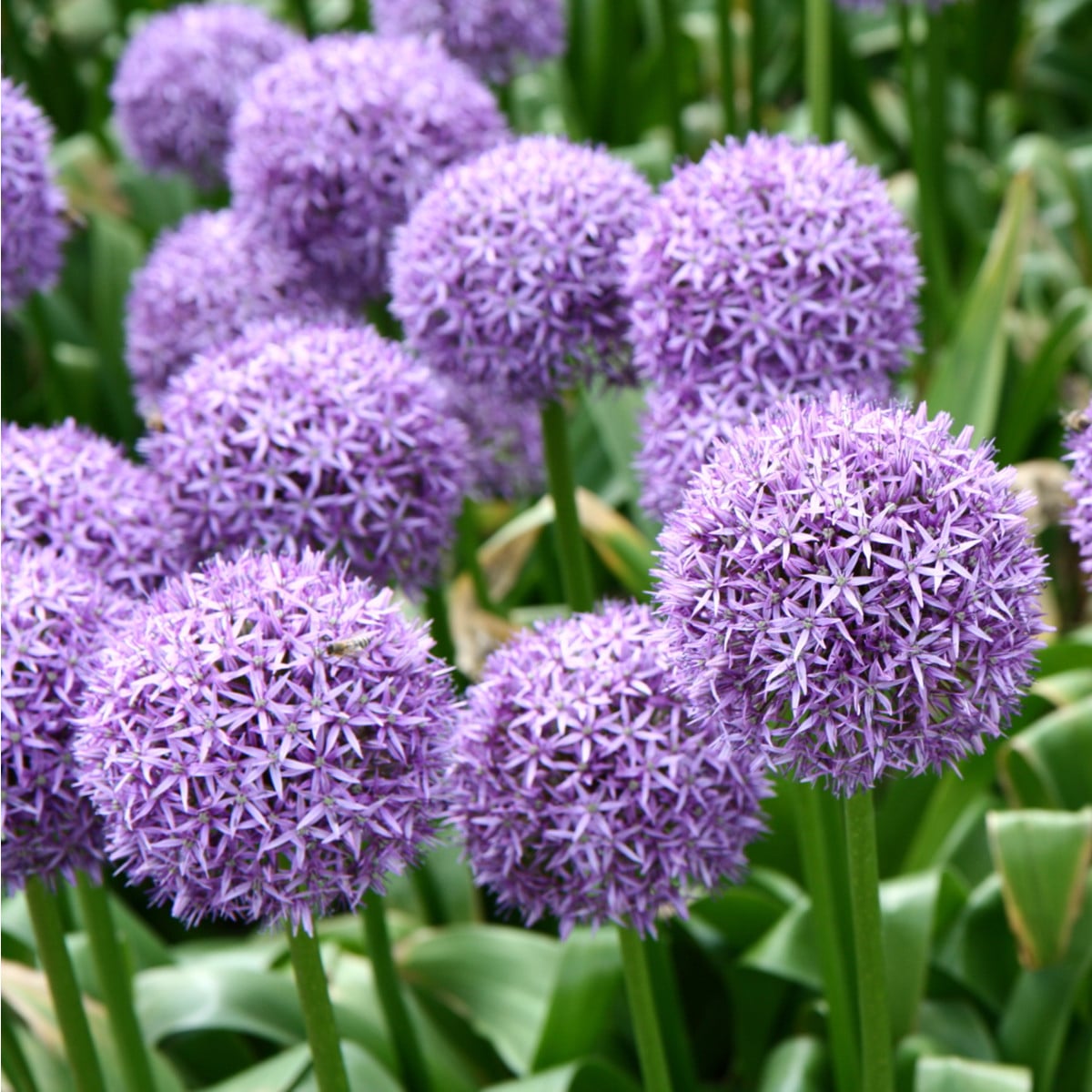 Česnek Gladiator - Allium giganteum - cibule česneků - 1 ks