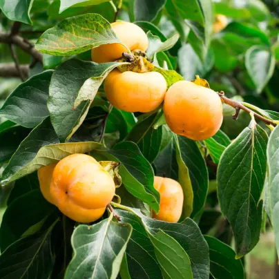 Tomel virginský - Kaki - Diospyros virginiana - osivo tomelu - 4 ks