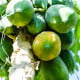 Papája Mamba Nunba - Carica papaya - osivo papáji - 4 ks