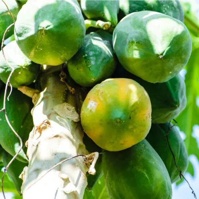 Papája Mamba Nunba - Carica papaya - osivo papáji - 4 ks