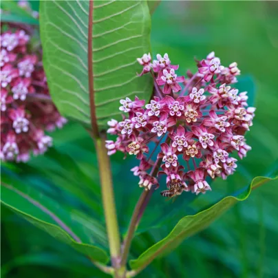 Klejicha hedvábná - Asclepias syriaca - osivo klejichy - 20 ks
