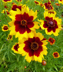 Krásnoočko dvoubarevné vysoké - Coreopsis tinctoria - osivo krásnoočka - 50 ks