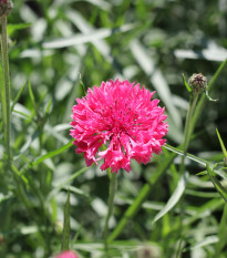 Chrpa Polka červená - Centaurea cyanus - osivo chrpy - 100 ks