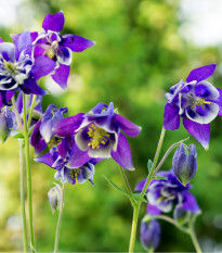 Orlíček obecný Blue Star - Aquilegia vulgaris - osivo orlíčku - 30 ks