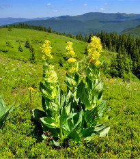 Hořec žlutý - Gentiana lutea - osivo hořce - 8 ks