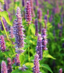 Agastache fenyklová anýzová - Agastache foeniculum - osivo agastache - 250 ks