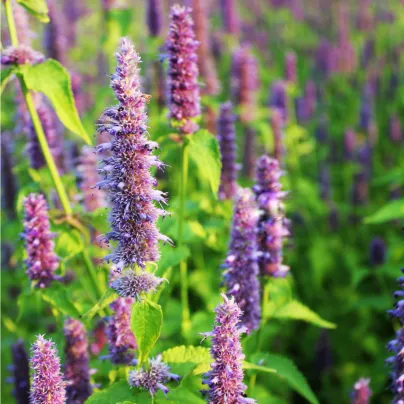 Agastache fenyklová anýzová - Agastache foeniculum - osivo agastache - 250 ks