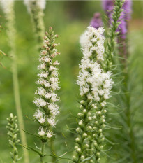 Šuškarda klasnatá bílá Floristan White - Liatris spicata - osivo šuškardy - 20 ks