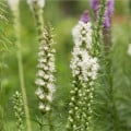 Šuškarda klasnatá bílá Floristan White - Liatris spicata - osivo šuškardy - 20 ks