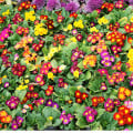 Prvosenka bezlodyžná směs barev - Primula vulgaris - osivo prvosenky - 15 ks