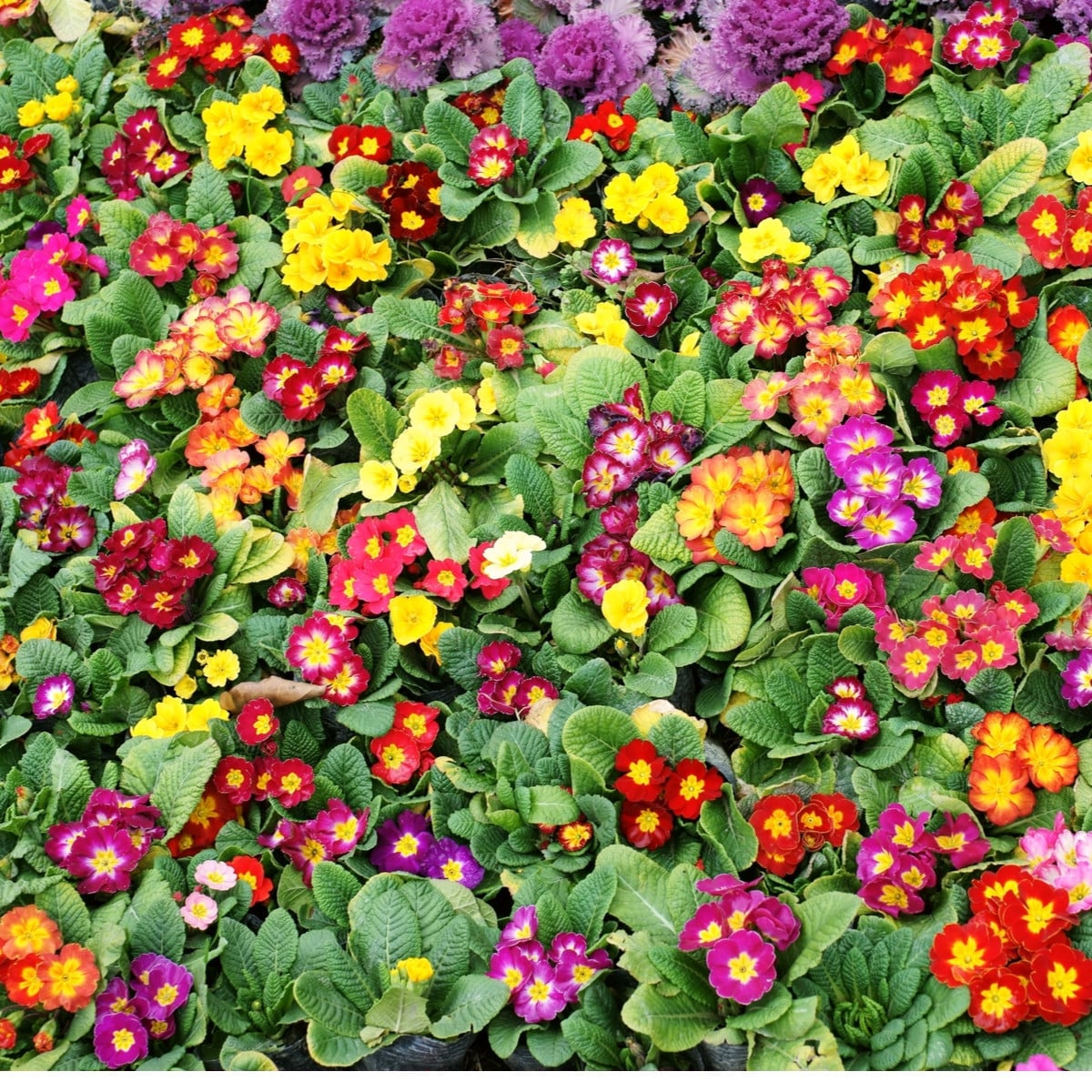 Prvosenka bezlodyžná směs barev - Primula vulgaris - osivo prvosenky - 15 ks