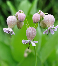 Silenka nadmutá - Silene vulgaris - osivo silenky - 150 ks