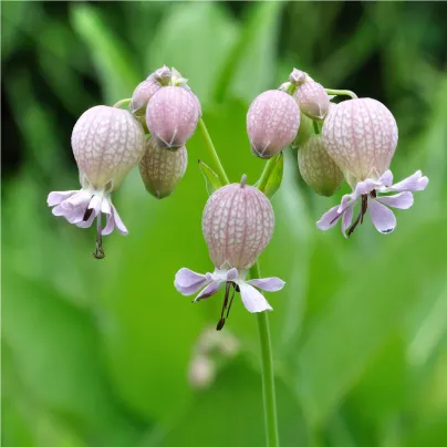 Silenka nadmutá - Silene vulgaris - osivo silenky - 150 ks