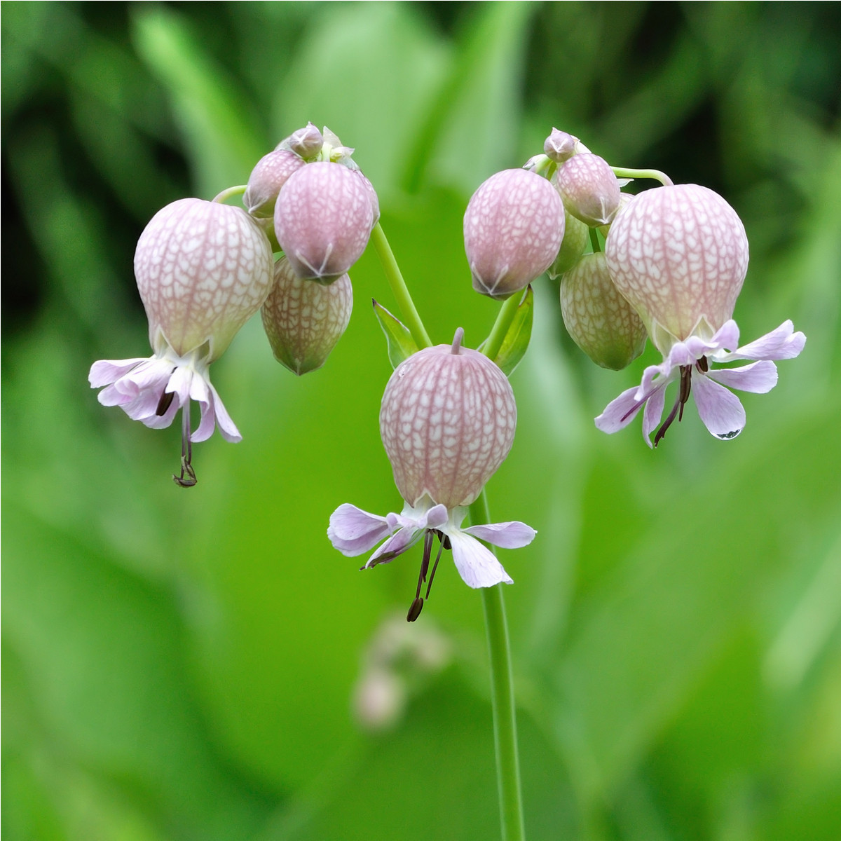 Silenka nadmutá - Silene vulgaris - osivo silenky - 150 ks