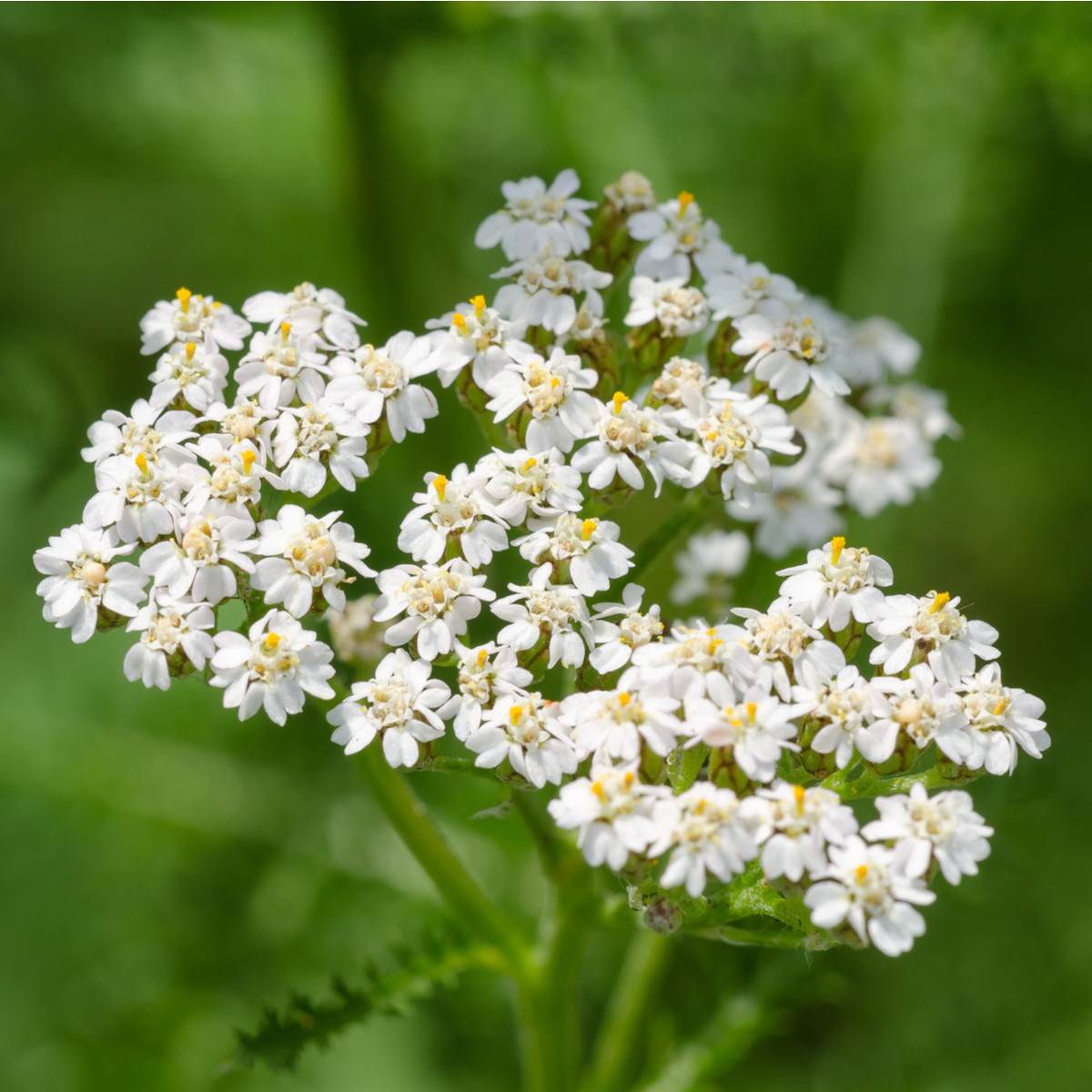 Řebříček obecný bílý - Achillea millefolium - osivo řebříčku - 500 ks