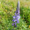 Lupina úzkolistá modrá - Vlčí bob úzkolistý - Lupinus angustifolia - osivo lupiny - 20 ks
