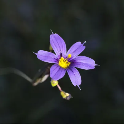 Badil úzkolistý - Sisyrinchium angustifolium - osivo badilu - 10 ks