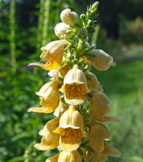 Náprstník žlutý - Digitalis lutea - osivo náprstníku - 60 ks