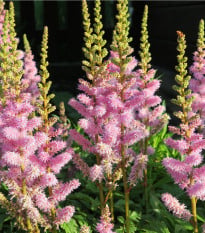 Čechrava arendsii růžová - Astilbe arendsii rose - osivo čechravy - 10 ks