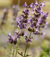 Šalvěj sporýšová - Salvia verbenaca - osivo šalvěje - 50 ks